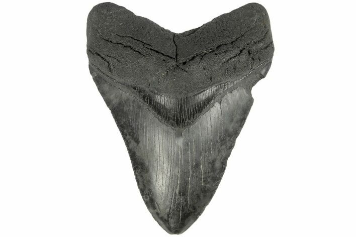 Fossil Megalodon Tooth - South Carolina #186055